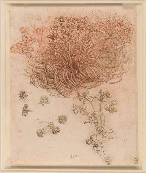 A star-of-Bethlehem and other plants c.1506-12